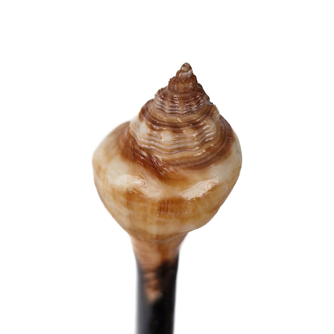Haarnadel mit brauner Meereschnecke